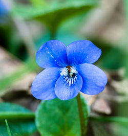 Close-up of insect on blue flower