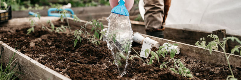 Irrigating water into the soil for planting seedlings of organic tomato plant sprouts. homesteading