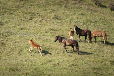 Horses in a field