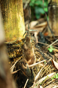 Close-up of insect on a land