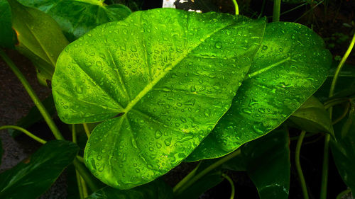 Close-up of wet plant leaves during rainy season