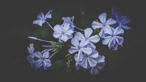 Close-up of white flowers against black background