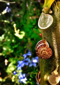 Close-up of snail