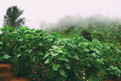 Plants growing on land