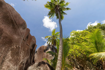 Beach anse source d'argent on seychelles island la digue palm tree and granite rocks