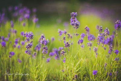 Close-up of lavenders blooming in field