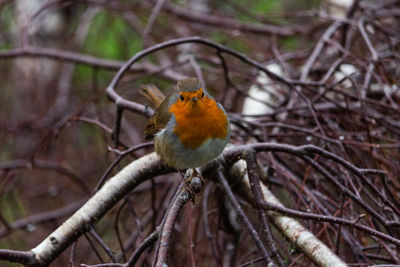 Close-up of bird perching on branch