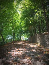 Trees in forest during autumn