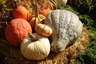 Close-up of pumpkins on hay