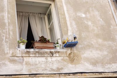 Potted plant on window