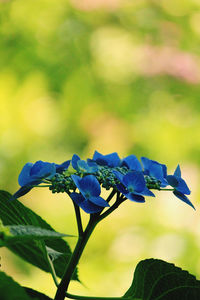 Close-up of purple flowering plant