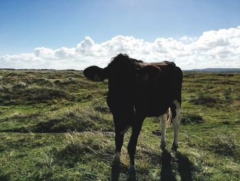 Cow standing on field against sky