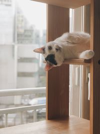 Dog looking away while standing on wooden window