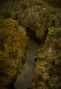 High angle view of trees in forest