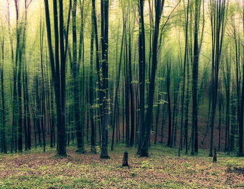 Trees in forest