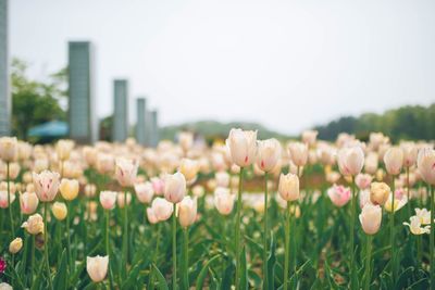 Close-up of tulips in field