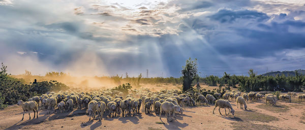 Panoramic shot of sheep on landscape against sky