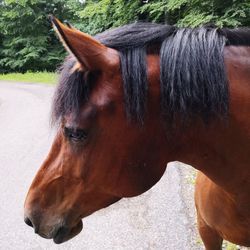 Close-up of horse in ranch