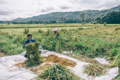 Farmers working at agricultural field