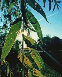 Close-up of leaves against sky