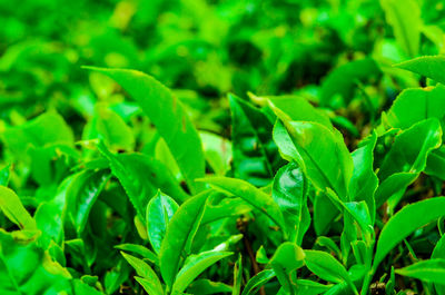 Close-up of plant growing on field