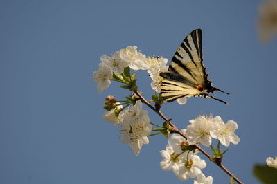 Close-up of butterfly on white flower against clear sky