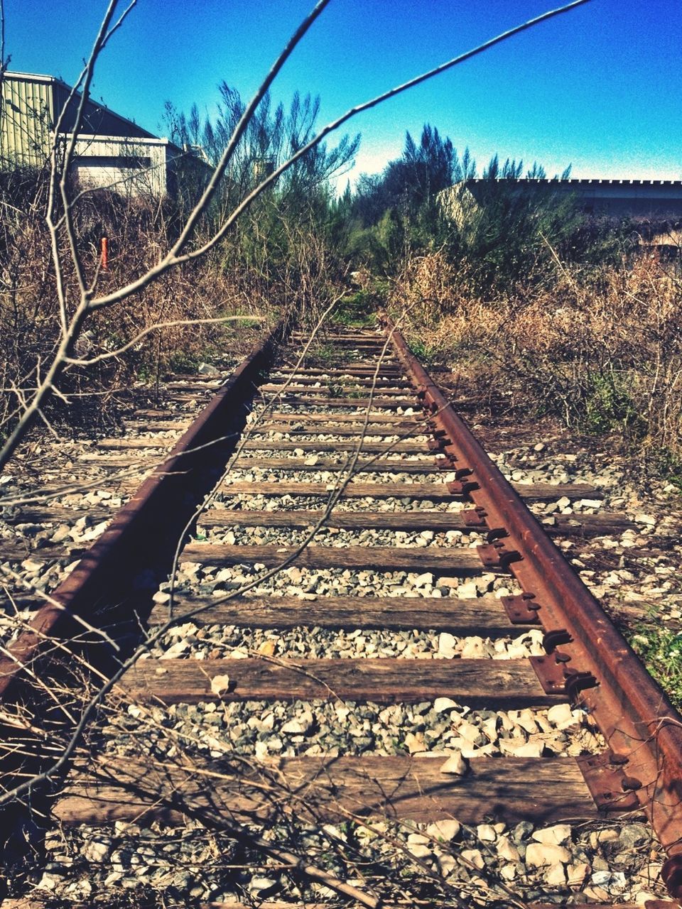 railroad track, rail transportation, the way forward, field, transportation, clear sky, metal, sky, landscape, diminishing perspective, tree, plant, day, sunlight, railway track, tranquility, no people, vanishing point, outdoors, nature