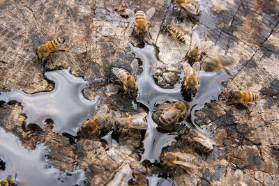 High angle view of honey bees on tree stump