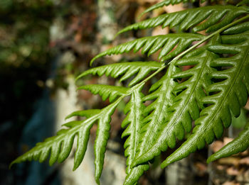 Close-up of succulent plant