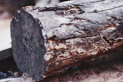 Close-up of tree trunk