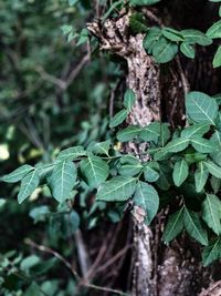 Close-up of ivy growing on tree trunk