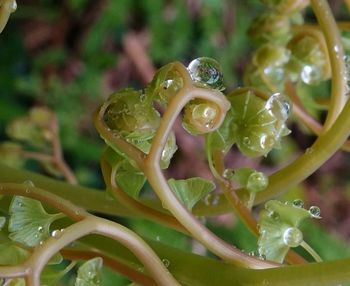 Close-up of flowers