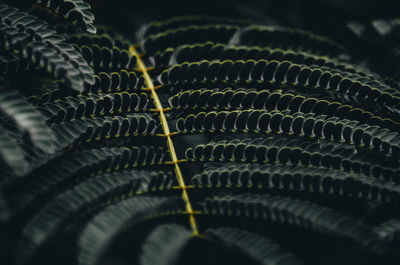 Close-up of plant leaves