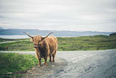 Higland cow standing in a field