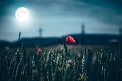 Close-up of red poppy flower on field