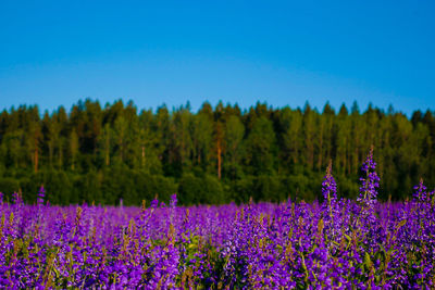 Purple flowering plants on field by trees against blue sky