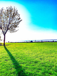 Scenic view of field against clear sky