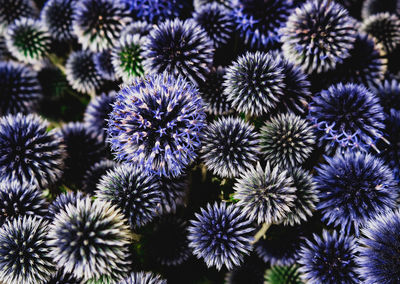 Close-up of cactus plant