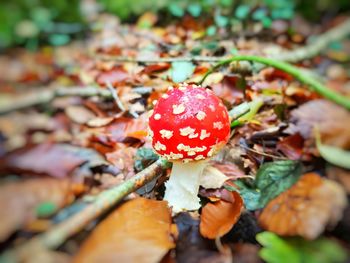 Close-up of fly agaric mushroom