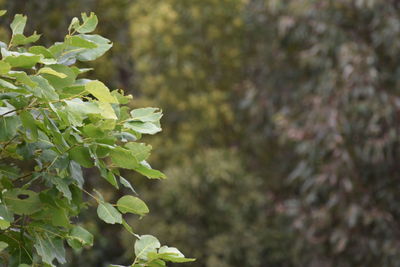 Close-up of leaves