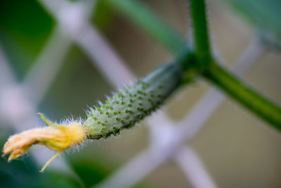 Close-up of spiked plant