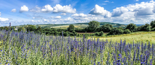 Panoramic view of lavender field against sky