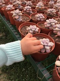 Cropped image of kid touching succulent potted plant at greenhouse