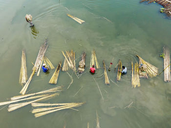 Farmers are busy separating jute fibre from stalks in a water body in natore district, bangladesh.