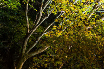 Low angle view of trees in forest