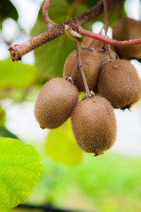 Close-up of fruits hanging on tree