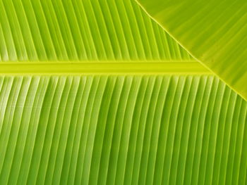 Full frame shot of palm leaves