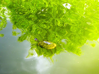 High angle view of a floating in a lake