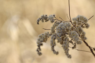 Close-up of snow on plant