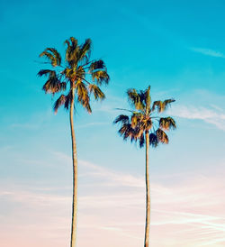 Low angle view of palm tree against sky